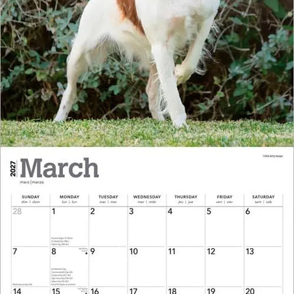 Browntrout Brittany Spaniel Kalender 2027