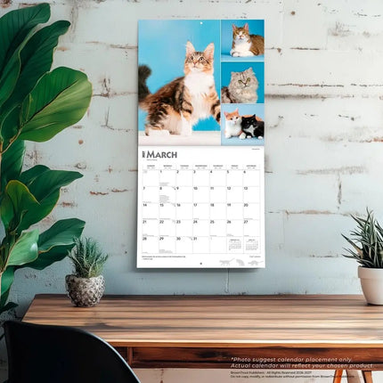 Browntrout Cat Lovers Kalender 2027