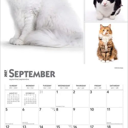 Browntrout Cat Lovers Kalender 2027