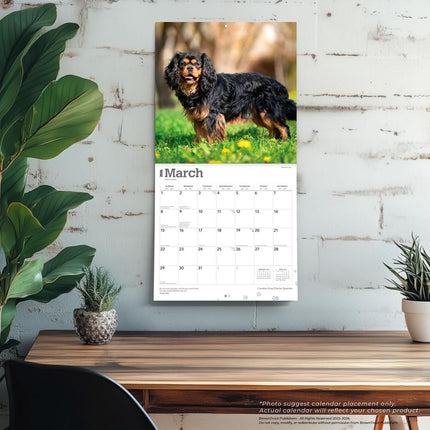 Browntrout Cavalier King Charles Spaniel Kalender 2026
