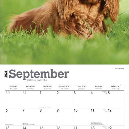 Browntrout Cavalier King Charles Spaniel Kalender 2026