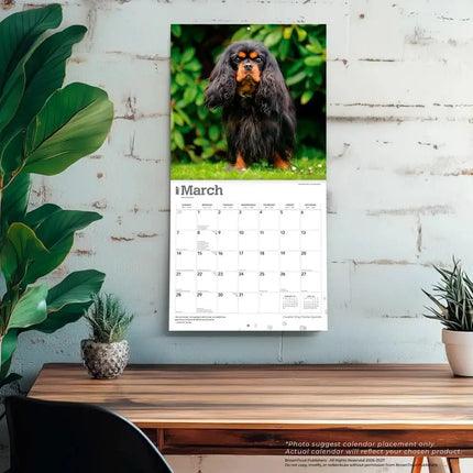 Browntrout Cavalier King Charles Spaniel Kalender 2027