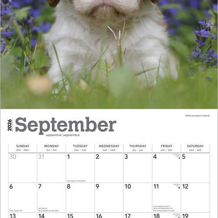 Browntrout Cavalier King Charles Spaniel Puppies Kalender 2027