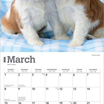 Browntrout Cavalier King Charles Spaniel Puppies Kalender 2027