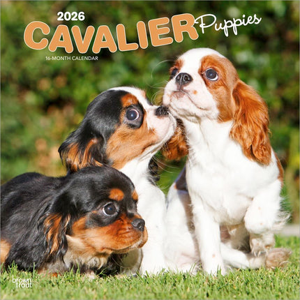Browntrout Cavalier King Charles Spaniel Puppies Kalender 2027