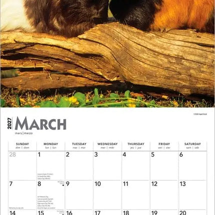 Browntrout Cavia Kalender 2027