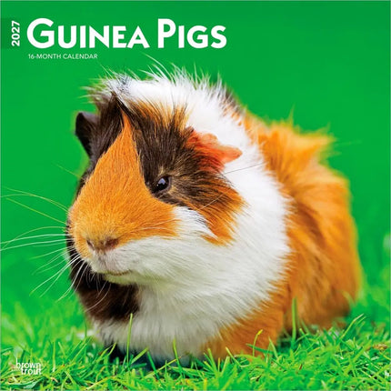 Browntrout Cavia Kalender 2027