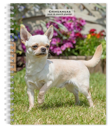 Browntrout Chihuahua Agenda 2027