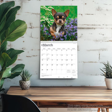 Browntrout Chihuahua Kalender 2027