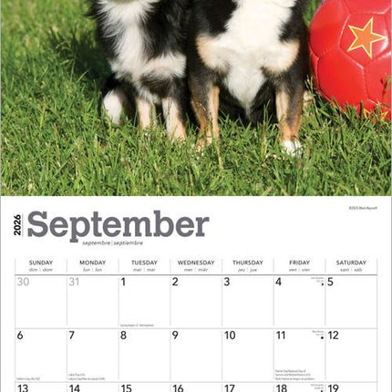 Browntrout Chihuahua Kalender 2027