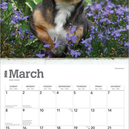 Browntrout Chihuahua Kalender 2027
