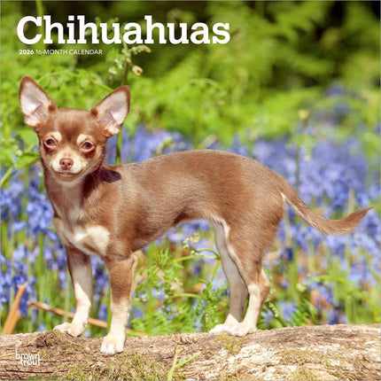 Browntrout Chihuahua Kalender 2027