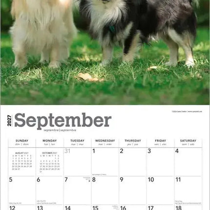 Browntrout Chihuahua Kalender 2027