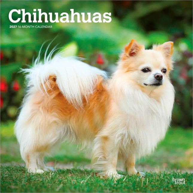 Browntrout Chihuahua Kalender 2027