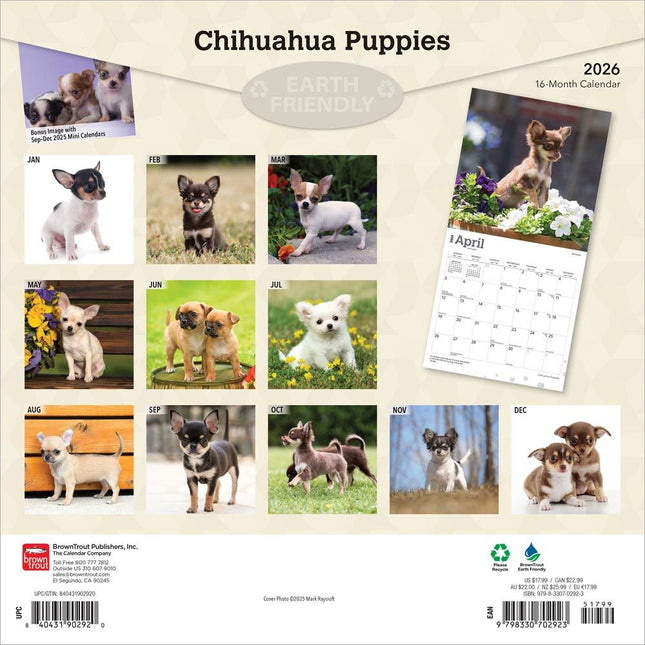 Browntrout Chihuahua Puppies Kalender 2026