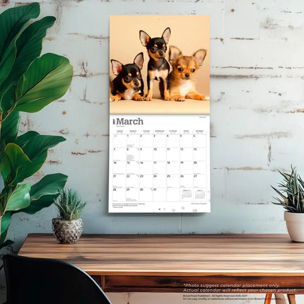 Browntrout Chihuahua Puppies Kalender 2027