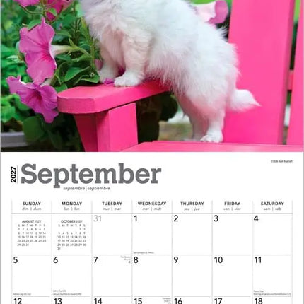 Browntrout Chihuahua Puppies Kalender 2027