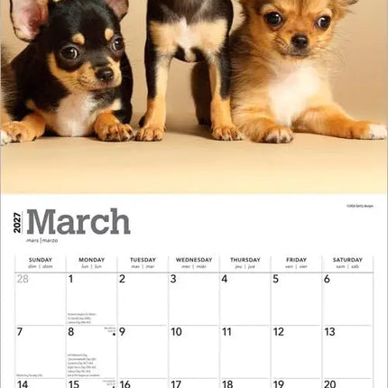 Browntrout Chihuahua Puppies Kalender 2027