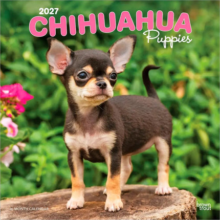 Browntrout Chihuahua Puppies Kalender 2027