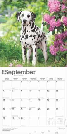 Browntrout Dalmatier Kalender 2025