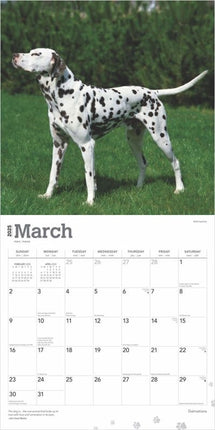 Browntrout Dalmatier Kalender 2025