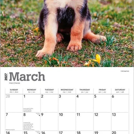 Browntrout Duitse Herder Puppies Kalender 2027