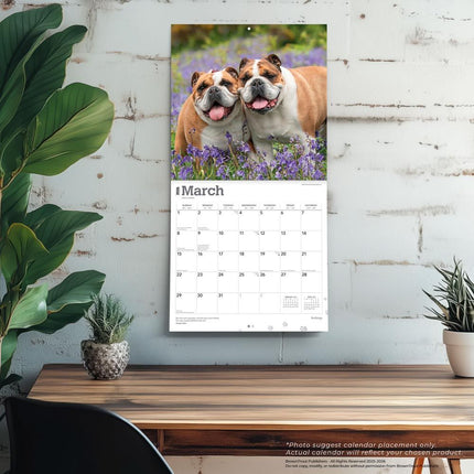 Browntrout Engelse Bulldog Kalender 2026