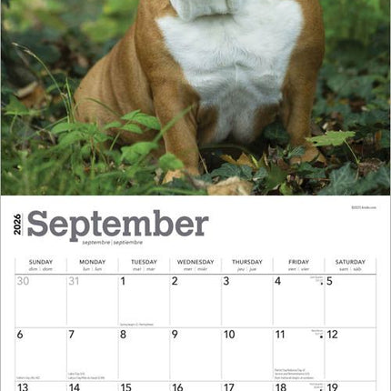 Browntrout Engelse Bulldog Kalender 2026