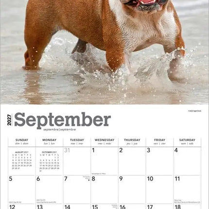 Browntrout Engelse Bulldog Kalender 2027