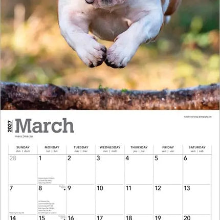 Browntrout Engelse Bulldog Kalender 2027