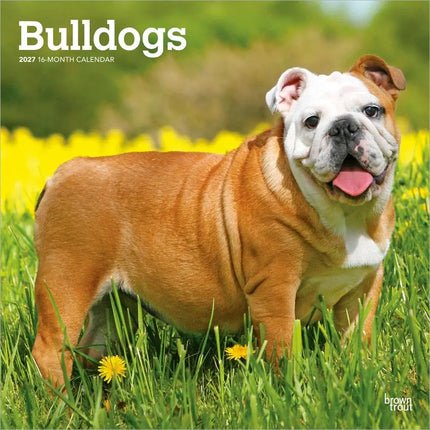 Browntrout Engelse Bulldog Kalender 2027