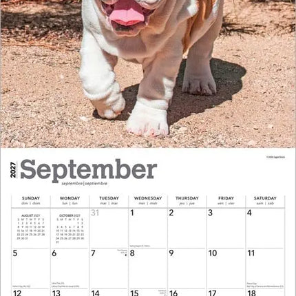 Browntrout Engelse Bulldog Kalender Puppies 2027