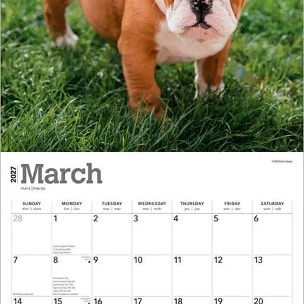 Browntrout Engelse Bulldog Kalender Puppies 2027