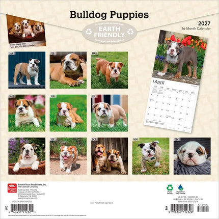 Browntrout Engelse Bulldog Kalender Puppies 2027
