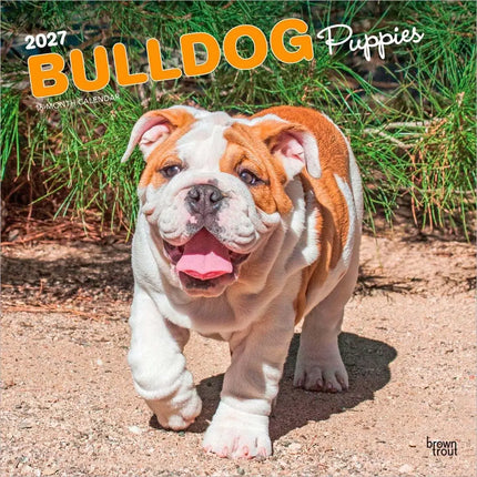 Browntrout Engelse Bulldog Kalender Puppies 2027