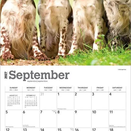 Browntrout Engelse Springer Spaniel Kalender 2027