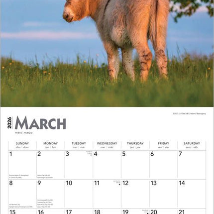 Browntrout Ezel Kalender 2026