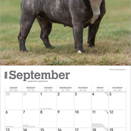 Browntrout Franse Bulldog Kalender 2027