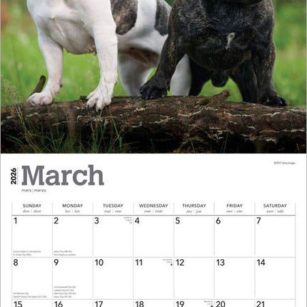Browntrout Franse Bulldog Kalender 2027
