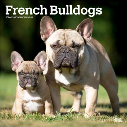 Browntrout Franse Bulldog Kalender 2027