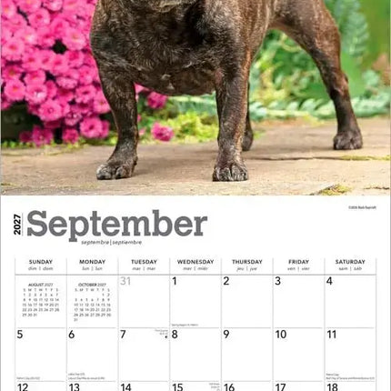 Browntrout Franse Bulldog Kalender 2027