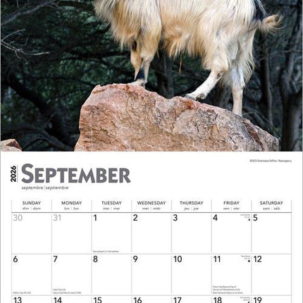 Browntrout Geiten Kalender 2026