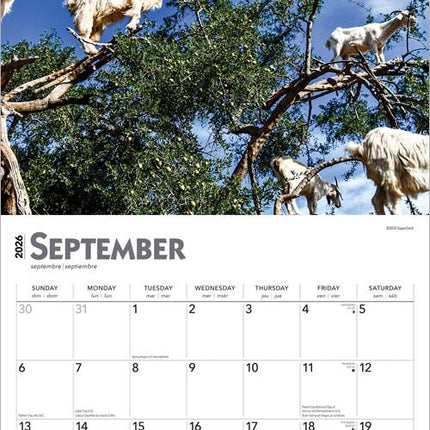 Browntrout Goats in Trees Kalender 2026