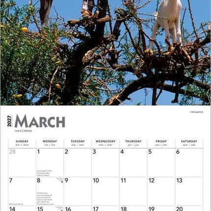 Browntrout Goats in Trees Kalender 2027