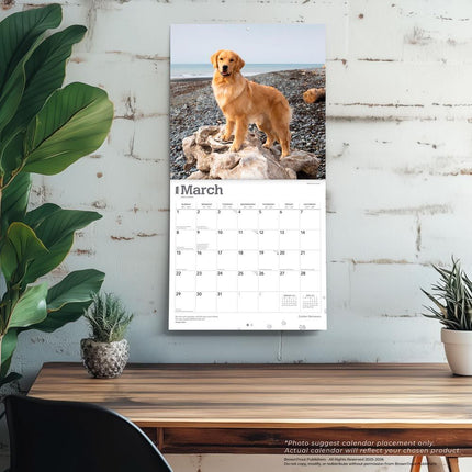 Browntrout Golden Retriever Kalender 2026