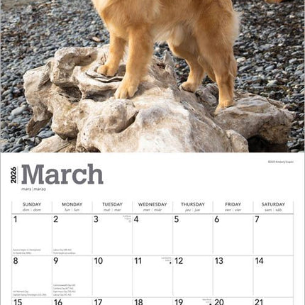 Browntrout Golden Retriever Kalender 2026
