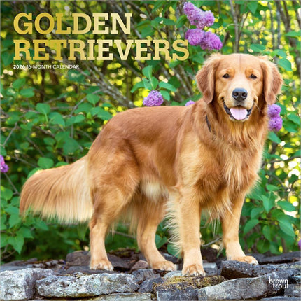 Browntrout Golden Retriever Kalender 2026