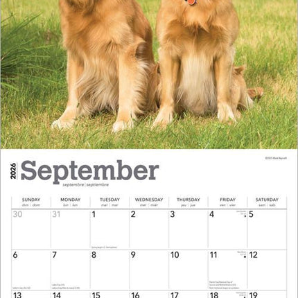 Browntrout Golden Retriever Kalender 2027
