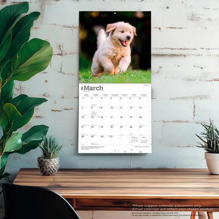 Browntrout Golden Retriever Puppies Kalender 2027