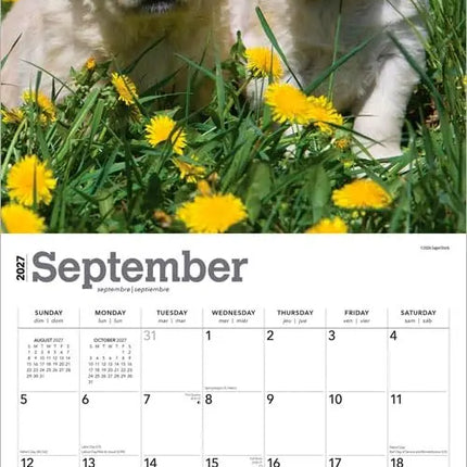 Browntrout Golden Retriever Puppies Kalender 2027